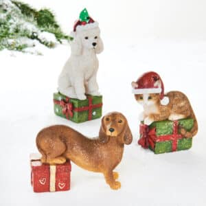 Hund eller kat med gave - Kat